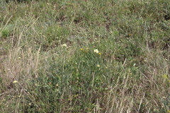 Cephalaria coriacea