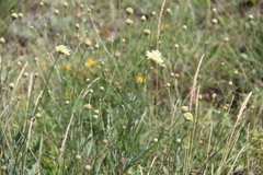 Cephalaria coriacea