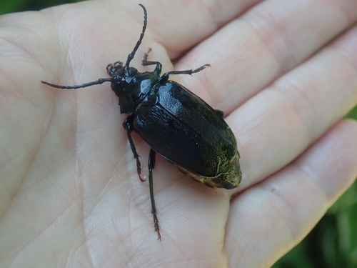 Broad-necked Root Borer photo 5