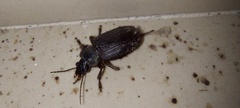 Licinus