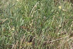 Cephalaria coriacea