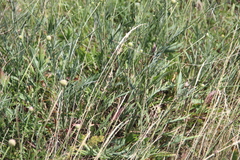 Cephalaria coriacea