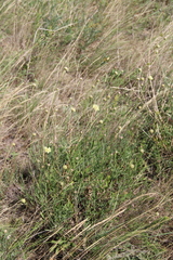 Cephalaria coriacea