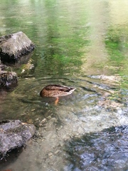 Anas platyrhynchos