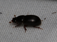 Acrossus rufipes