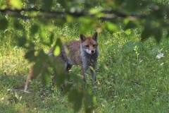 Vulpes vulpes japonica