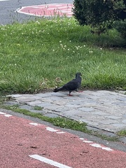 Columba livia domestica