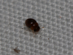 Clambidae