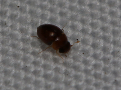 Clambidae