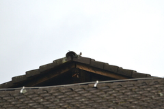 Phoenicurus phoenicurus