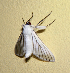 Polygrammodes quatrilis