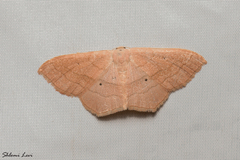 Scopula imitaria