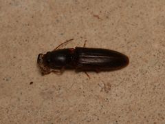 Athous cucullatus