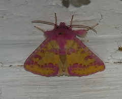 Psectrotarsia suavis