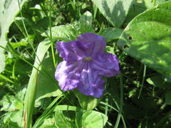 Ruellia lactea