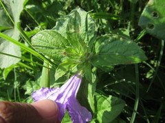 Ruellia lactea