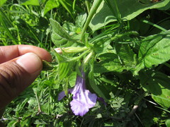 Ruellia lactea