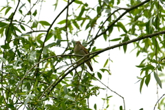 Luscinia megarhynchos