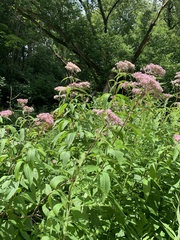 Eutrochium maculatum maculatum