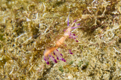Coryphellina lotos