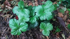 Waldsteinia ternata