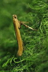 Caloptilia elongella