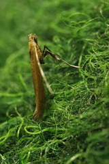 Caloptilia elongella