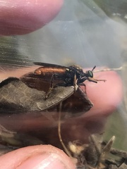 Lampria rubriventris