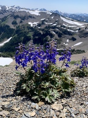 Delphinium glareosum