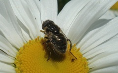 Eristalinus sepulchralis