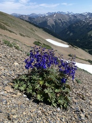 Delphinium glareosum