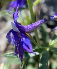 Delphinium glareosum