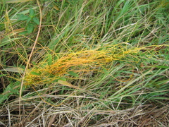 Cuscuta pentagona