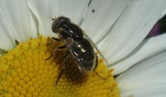 Eristalinus sepulchralis