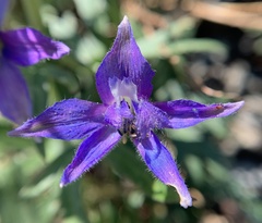 Delphinium glareosum