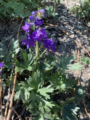 Delphinium glareosum