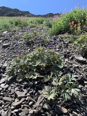 Delphinium glareosum
