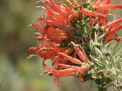 Siphocampylus foliosus