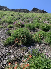 Delphinium glareosum