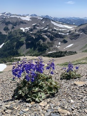 Delphinium glareosum