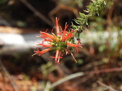 Siphocampylus foliosus