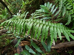 Diplazium centripetale