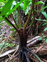 Diplazium centripetale