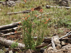 Siphocampylus foliosus