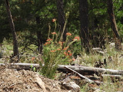 Siphocampylus foliosus