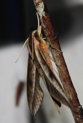 Xylophanes acrus