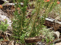 Siphocampylus foliosus