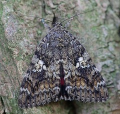 Catocala sponsa