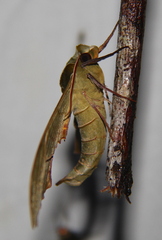 Adhemarius dariensis