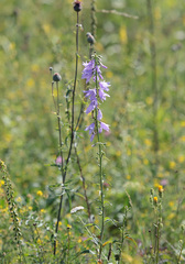 Campanula bononiensis